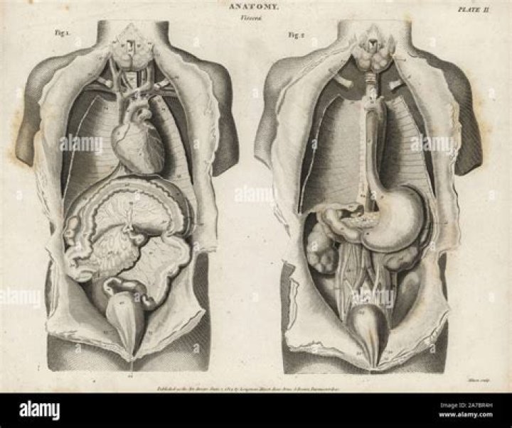 The Mysterious Case Of Tarrare’s Organs: A Dive Into The Unusual