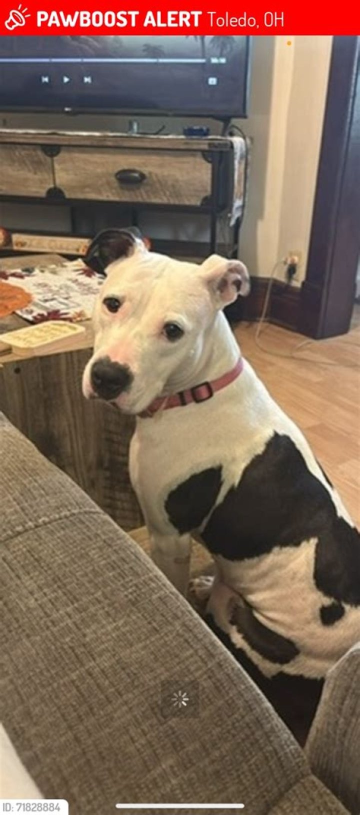 Finding Hope: The Journey Of Toledo Lost And Found Pets